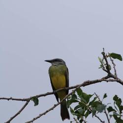 Tropical Kingbird