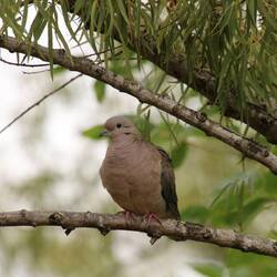 Eared Dove
