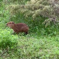 Baby-Capybara 😍