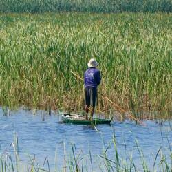 Gliding through the reed beds
