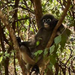 A dusky leaf monkey (spectacled langur) relaxes in the crook of a tree