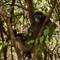 A dusky leaf monkey (spectacled langur) relaxes in the crook of a tree