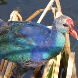 A Grey headed swamp hen