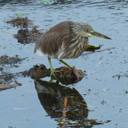A skulking Chinese pond heron