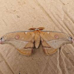 Schöne Motte gefunden