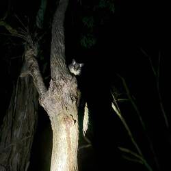 Gewöhnlicher Ringbeutler