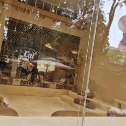 Cat Cafe