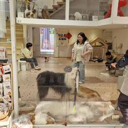 Dog Cafe