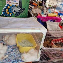 Tiermarkt