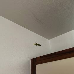 Dann war da noch ein Gecko in unserer Wohnung (kennsch, gäu Reto... 😂)