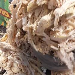 ZUckerrohr quetschen zu leckerem Saft