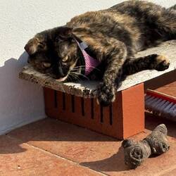 Die Birdie an ihrem Lieblingsplatzerl auf der Terrasse genießt