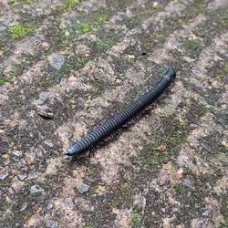 Riesen-Tausendfüßler