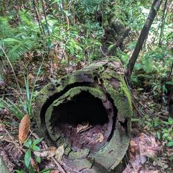 Ein hohler Baumstamm