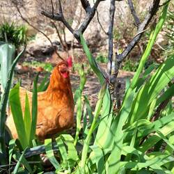 Tierischer Bewohner 🐓