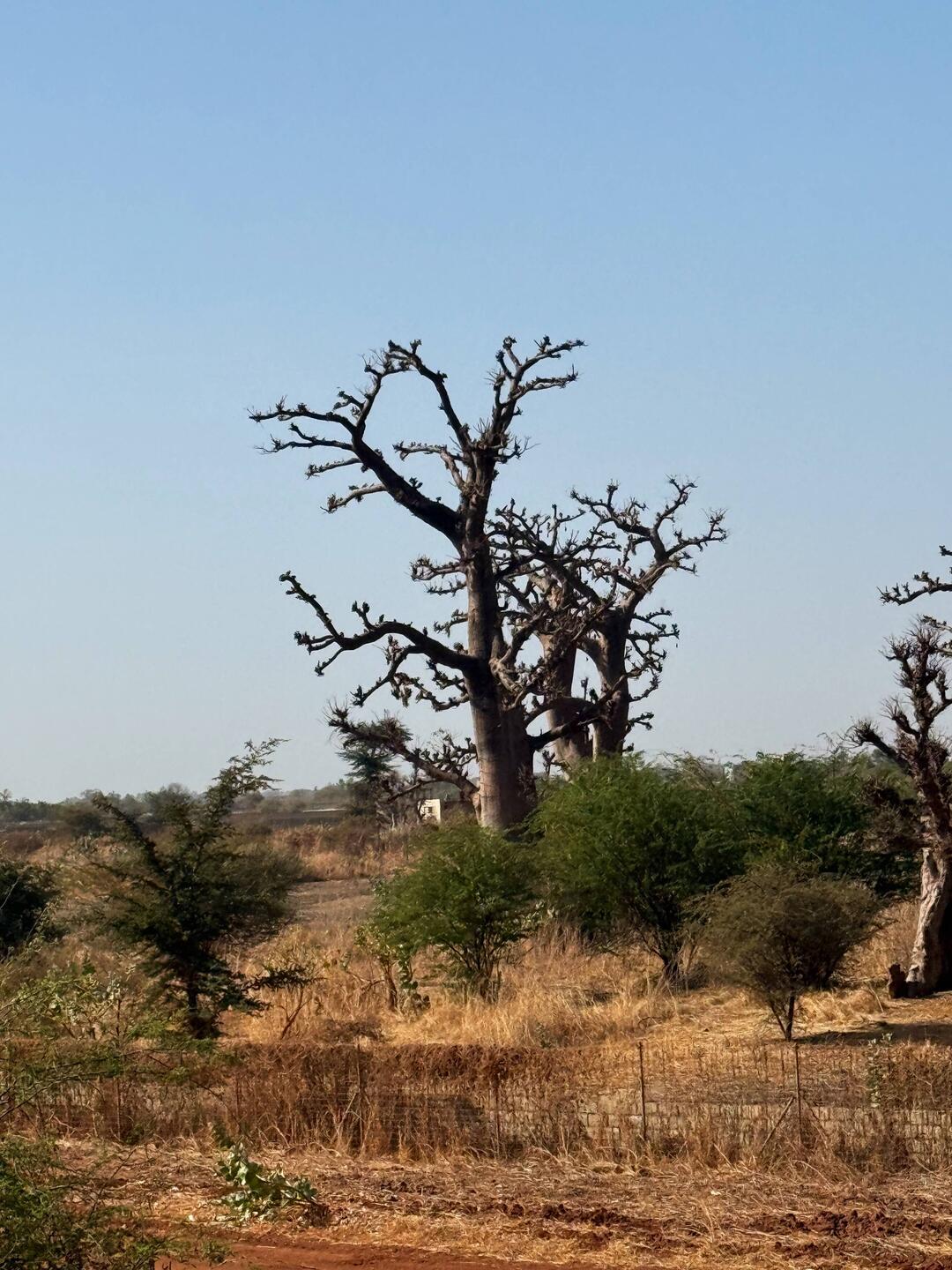 Baobab Bäume überall 🌳