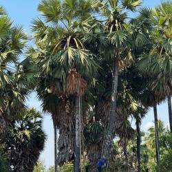 No monkeys here. A man was using a simple bamboo ladder to scale the palm.