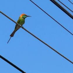 Asian Green Bee-eater. When they fly their underwings are a brilliant golden copper