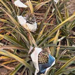 The newspaper is to protect the fruit from sunburn which would affect their marketability