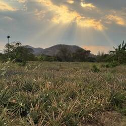 Fields of pineapples dominated here.