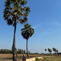 Pleasing palms on warm quiet rural roads...