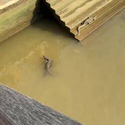 Huge monitor lizards: little dragons sunning themselves and scooting through the water.