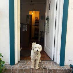 Malteado (Milchshake), der Hostelhund