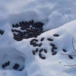 Elchschokolade unverpackt