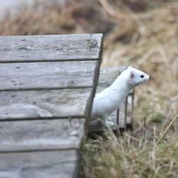 Zu Hause eine kleine Show mit Ermy