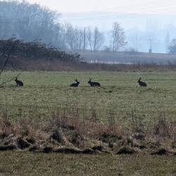 Feldhasen tummeln sich auf der Wiese
