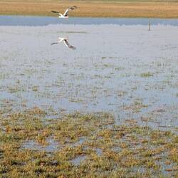 Ein Storch beim Abheben