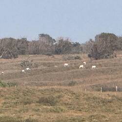 Und auch Antilopen 😇