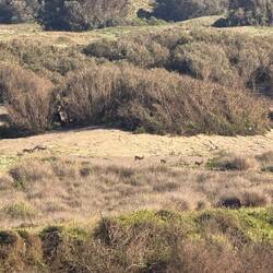 Gazellen hüpfen und spielen ✊🙂