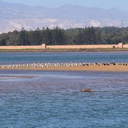 Viele Vögel suchen hier Zuflucht 🙏