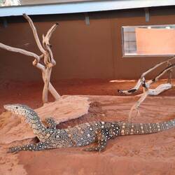 Reptile Centre