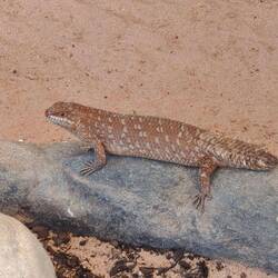 Reptile Centre