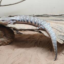 Reptile Centre