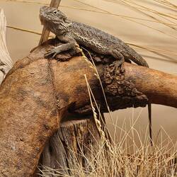 Reptile Centre