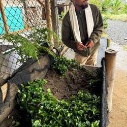 Aufzucht neuer Kaffeesprösslinge