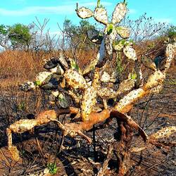 Unglaublich: Fast verkohlt und trotzdem kommt neues Leben