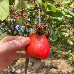 Cashew fruit