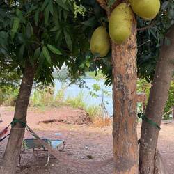 Jack fruit 😍