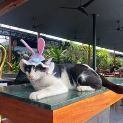 Idk why the hostel cat had a hat