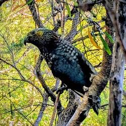The Kaka