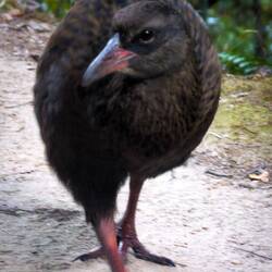 The Dreaded Weka