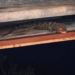 Gröster Geko den ich sah. Ca. 20-25cm