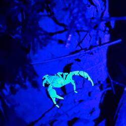 Scorpion giftig