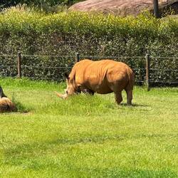 Einhorn... ah ne Nashorn