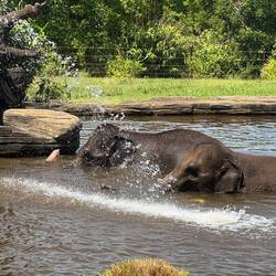 Wasserspaß der Elefanten