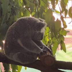 Ein schlafender Koala